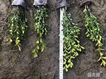 高度60厘米瓜子黄杨