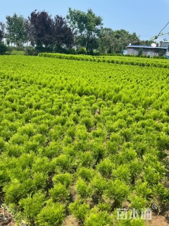 高度40厘米洒金柏