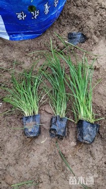 高度20厘米青绿苔草