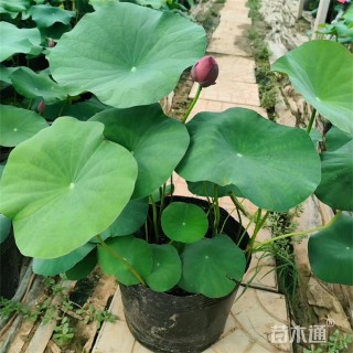 高度60厘米荷花