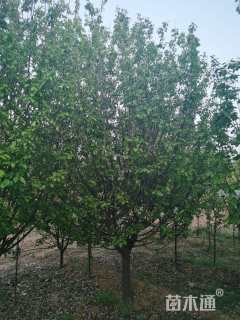 15公分八棱海棠