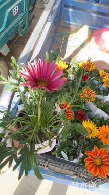 高度25厘米勋章菊