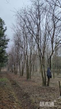 50公分(5杆)丛生乌桕