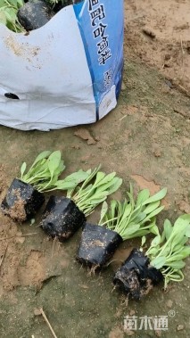 高度10厘米天人菊