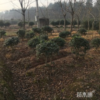 20公分无患子