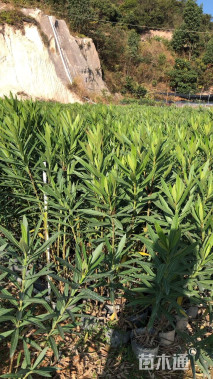 高度100厘米夹竹桃