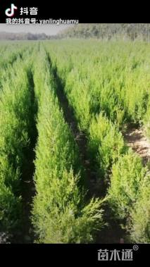 高度200厘米小叶女贞