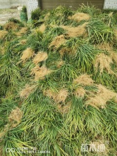 高度15厘米麦冬