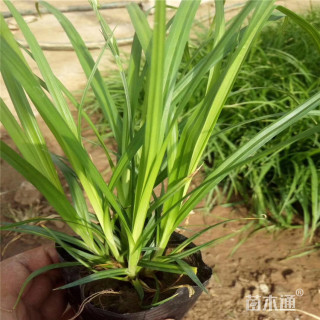 高度25厘米崂峪苔草