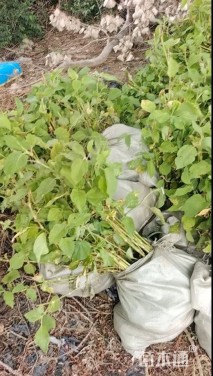 高度50厘米红蓼