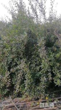 高度250厘米连翘