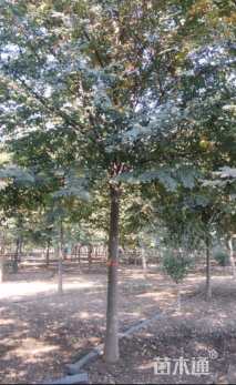 12公分榉树