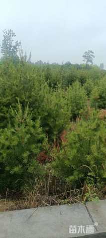 高度1500厘米白皮松