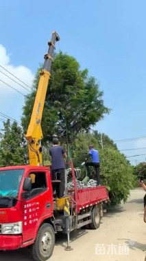 15公分水杉