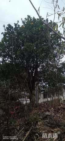 15公分香泡