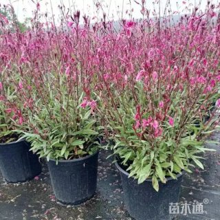 高度40厘米千鸟花
