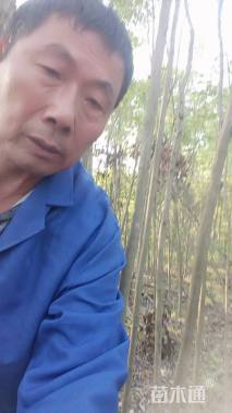 3公分大叶女贞