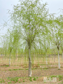 15公分垂柳