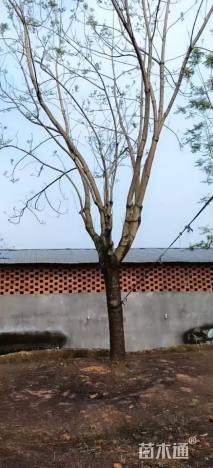 29公分蓝花楹