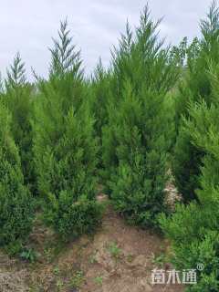 高度170厘米塔柏