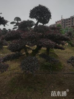 20公分造型红花继木桩