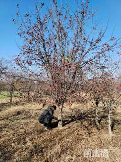 高度450厘米冬红果海棠