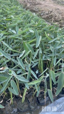 高度30厘米再力花