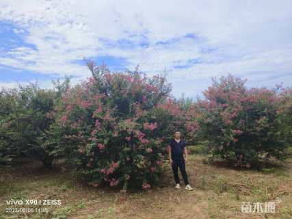 高度350厘米丛生紫薇