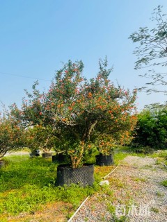 高度300厘米石榴