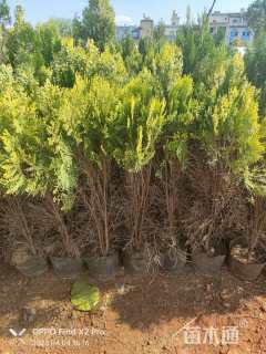 高度60厘米洒金柏