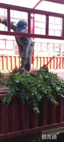 高度50厘米大叶黄杨小苗