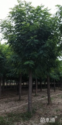 15公分嫁接香花槐