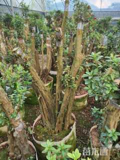 15公分造型杜鹃