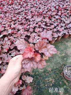 高度25厘米矾根