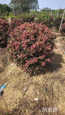 高度100厘米彩叶扶桑球