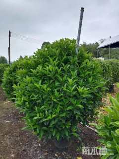 高度80厘米非洲茉莉