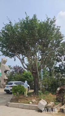 50公分流苏树