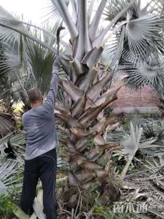 裸干高180厘米霸王棕
