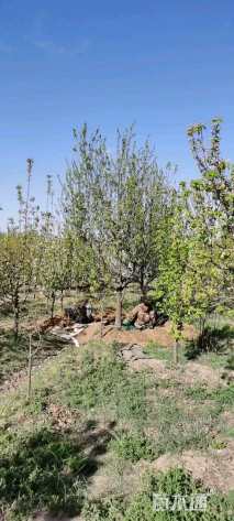 16公分八棱海棠