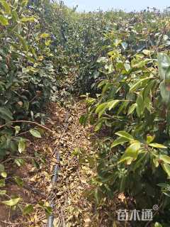 高度80厘米油茶