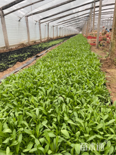 高度20厘米大花金鸡菊