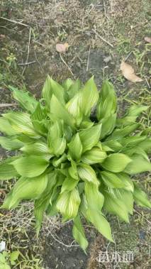 高度20厘米花叶玉簪