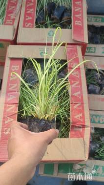 高度20厘米金叶苔草