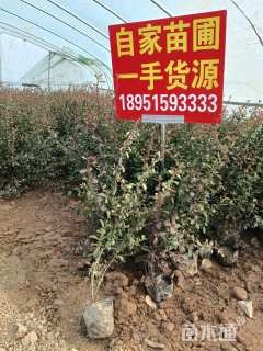 高度60厘米火棘