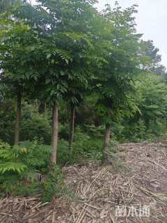 10公分复羽叶栾树