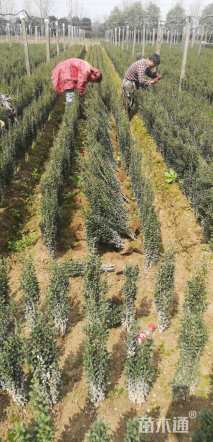 高度10厘米直立冬青