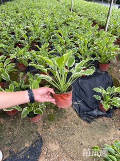高度30厘米花叶玉簪