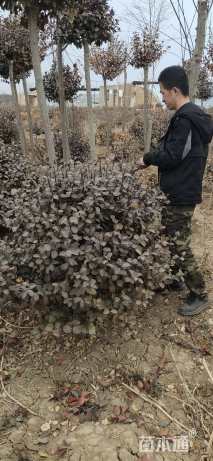 高度20厘米胶东卫矛