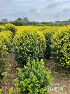 冠幅100厘米金叶女贞球