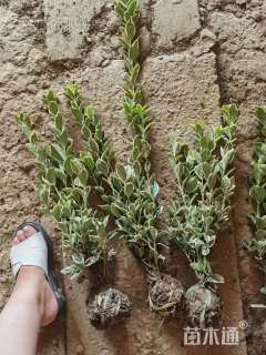 高度40厘米金边黄杨